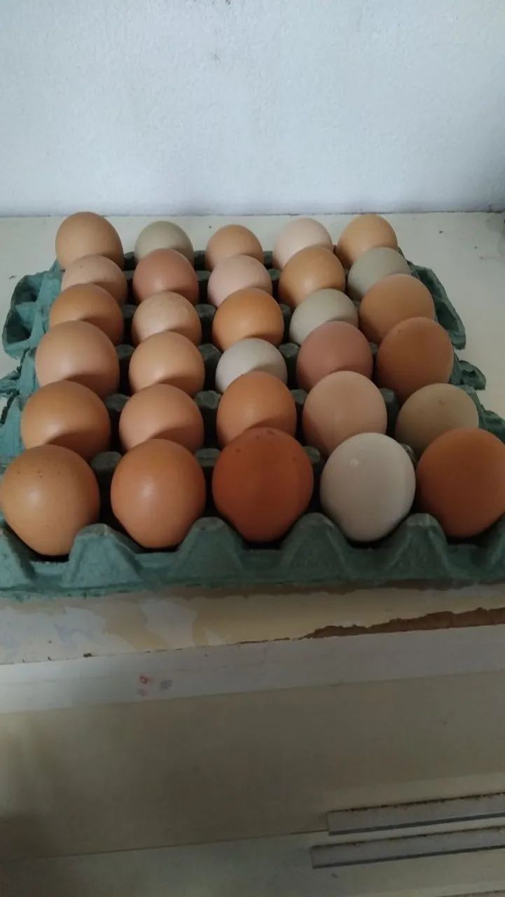 Ovos Férteis caipira de várias raças.