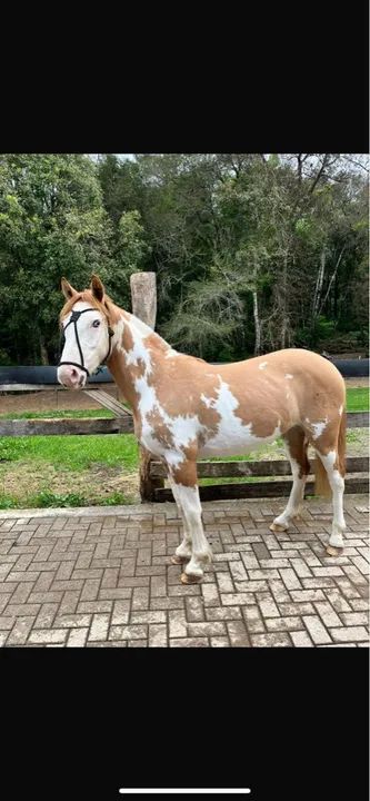 Potranca Oveira Gateada Salgo - NEVOA DO LOMBILHO - Foto 2