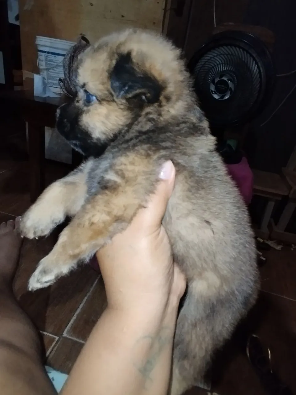 Filhote fofo de Chow Chow