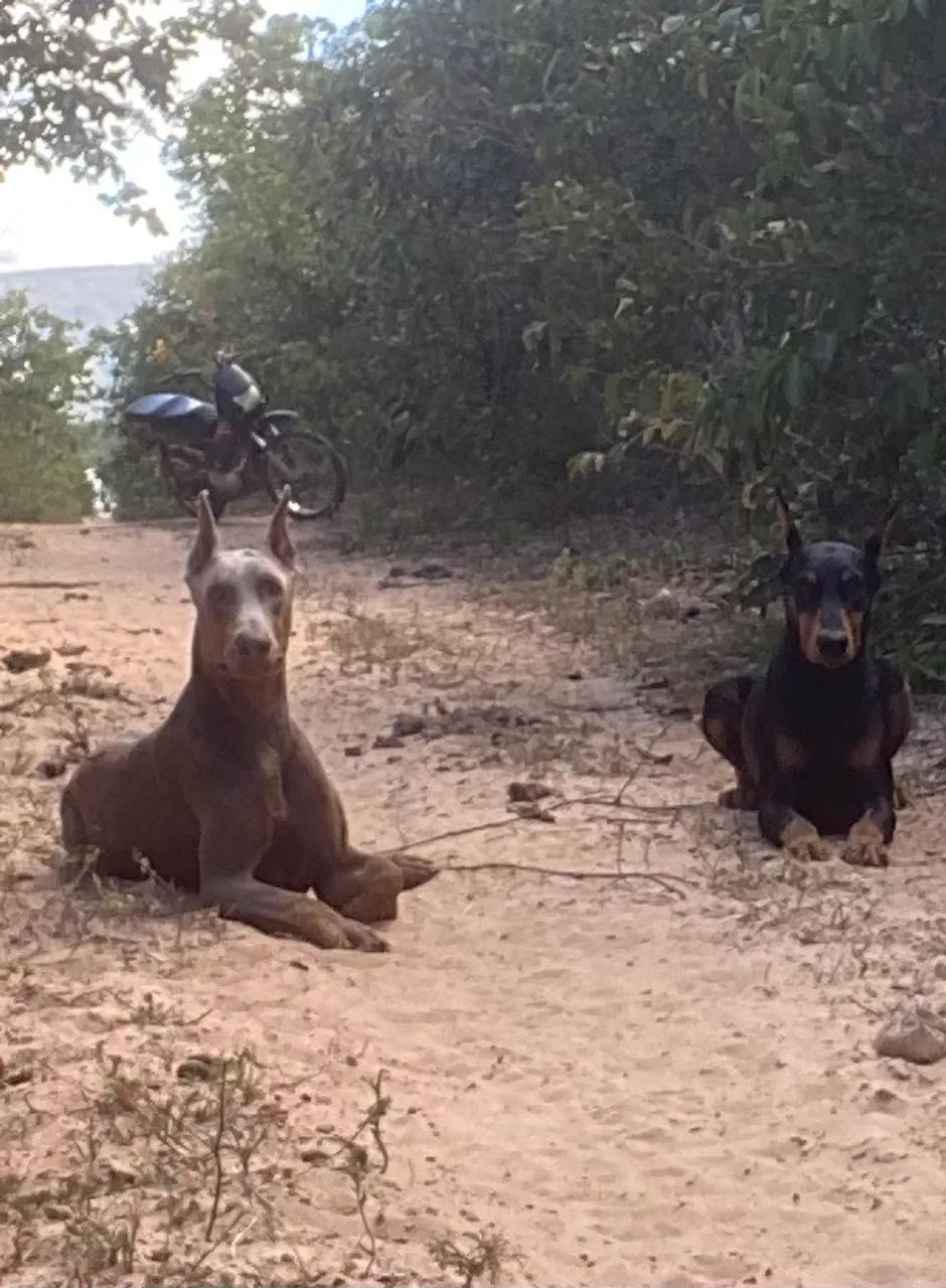 Filhote de doberman disponível - Foto 3