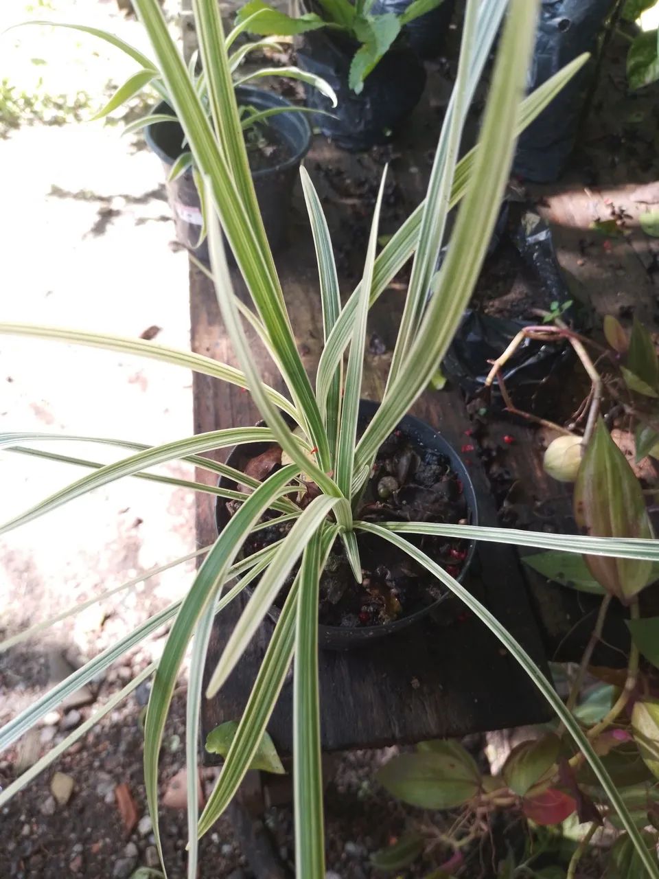 Barba-de-serpente - Foto 2