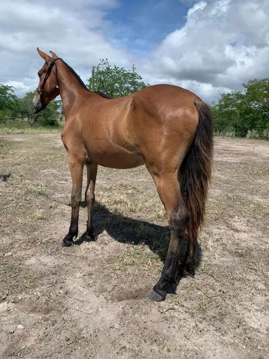 Potra registrada  (marcha picada natural) - Foto 3
