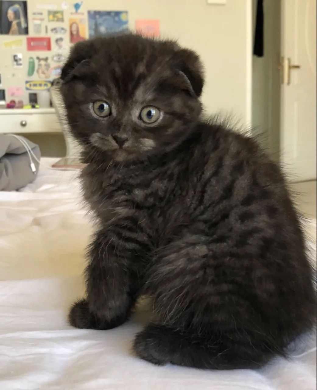 Filhotes de Scottish Fold - Uma Doçura de Companhia! - Foto 3