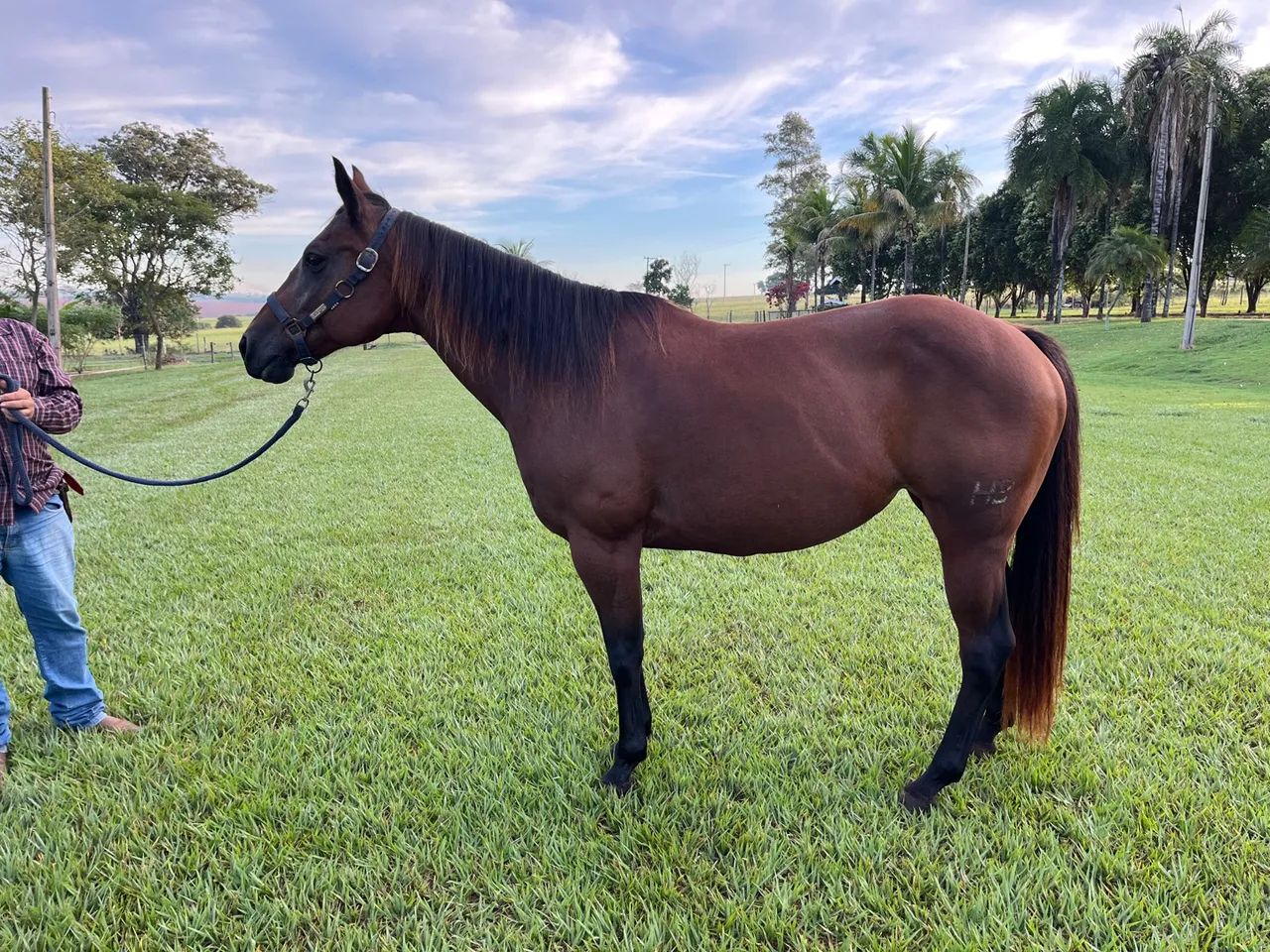 Egua QM Pura Prenhe garanhão Cremelo - Foto 5