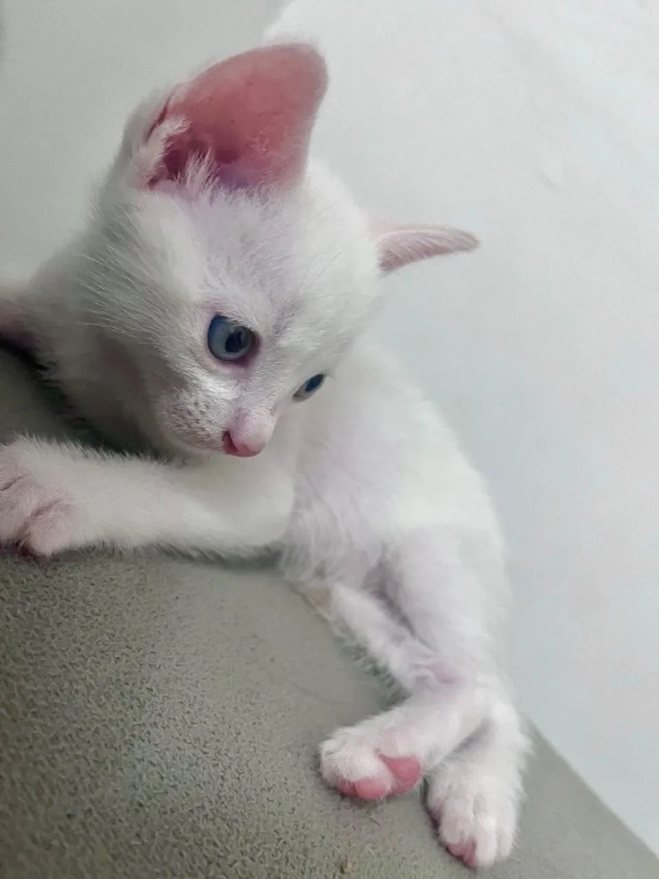 Gatinhos lindos para doação 64169288908417123