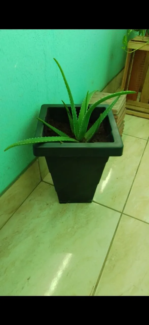 Aloe Vera em Vaso Quadrado