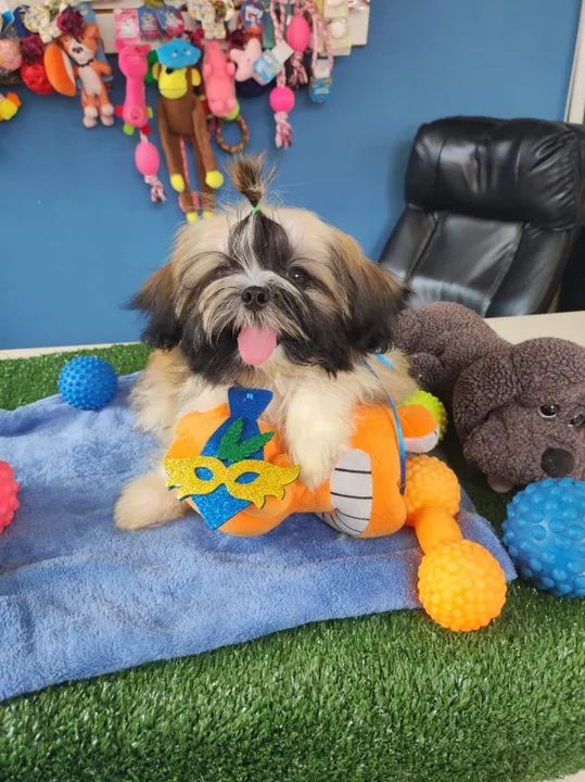 Lindo BB de shihtzu machinho promoção imperdível 