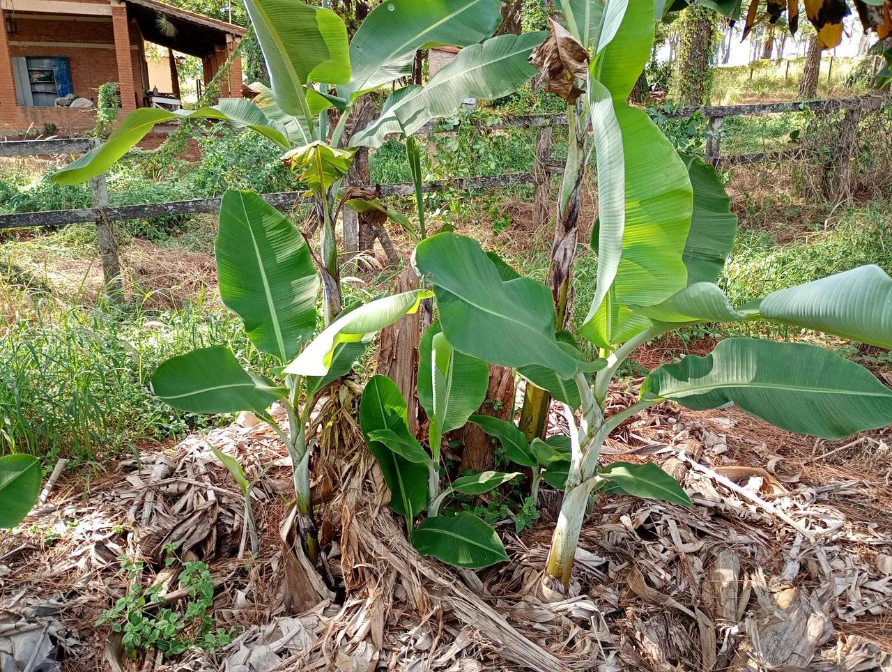 Muda de banana ? - Foto 2
