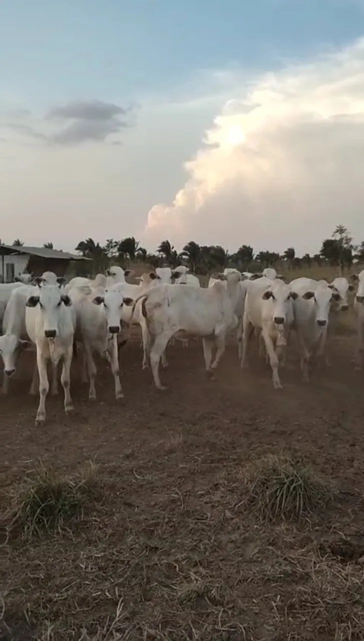 NOVILHAS e BEZERROS  N - Foto 2