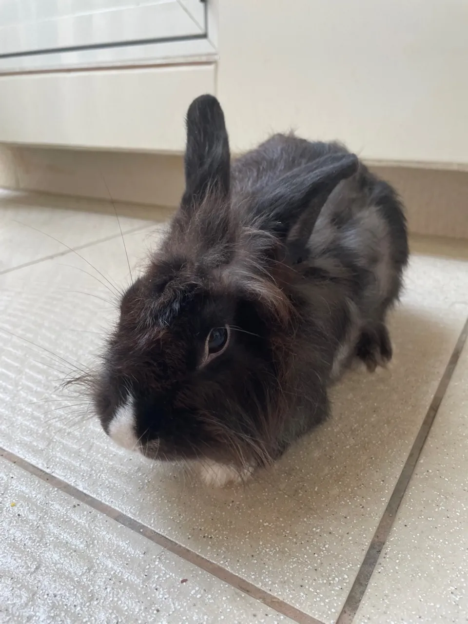 Coelhinho Mini Lionhead 