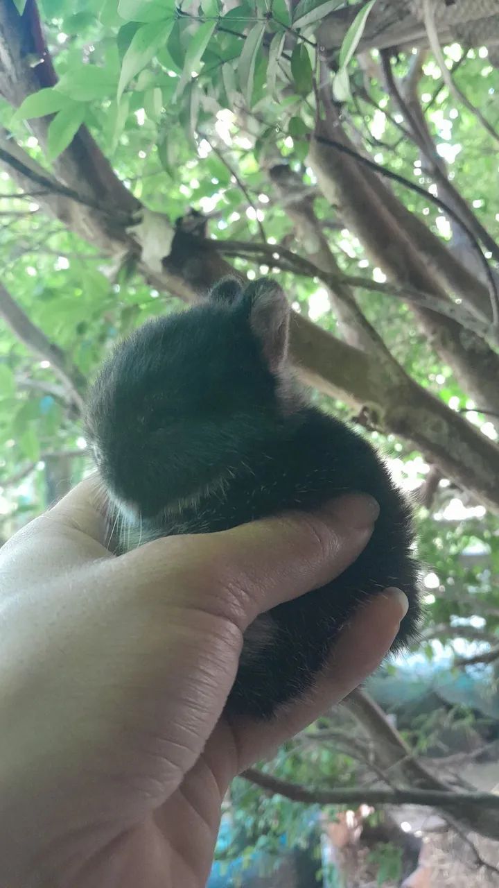 Anão netherland  - Foto 5