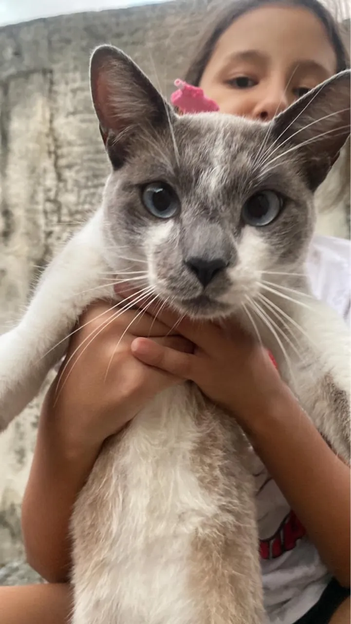 gato para doação