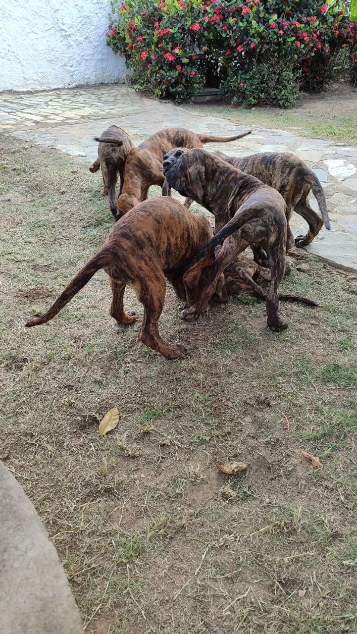 Filhotes de Fila Brasileiro a venda - Foto 3