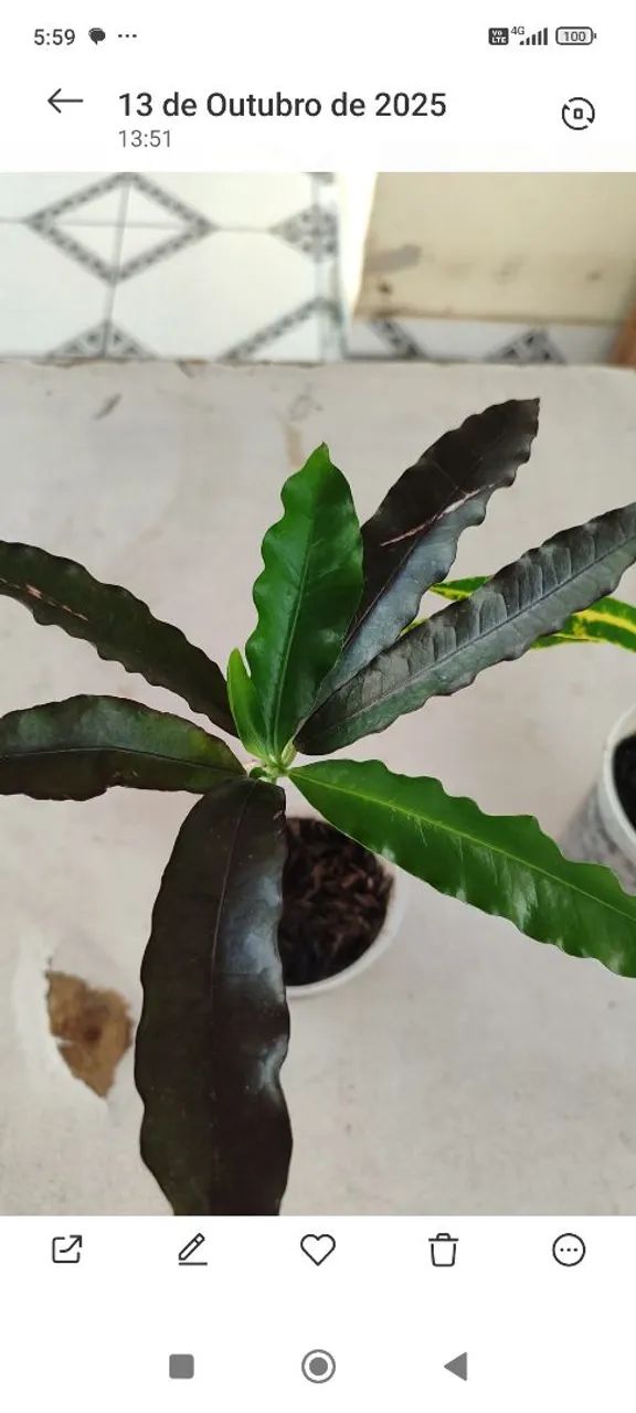 Plantas de ?64310337463938122