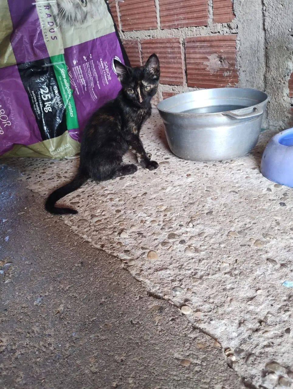 Gatinha para adoção  - Foto 4