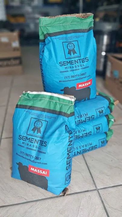 Semente de capim Massai revestida 10kg Mirassol - Safra nova