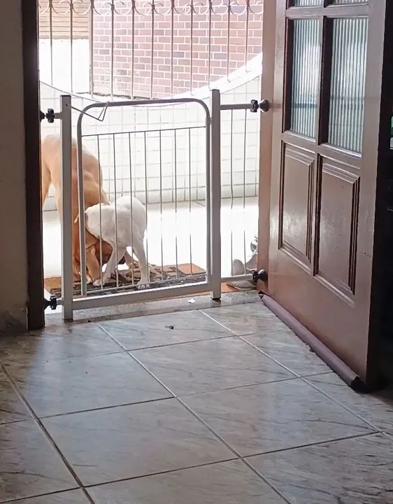 Portão de segurança com extensor 10cm - Foto 2