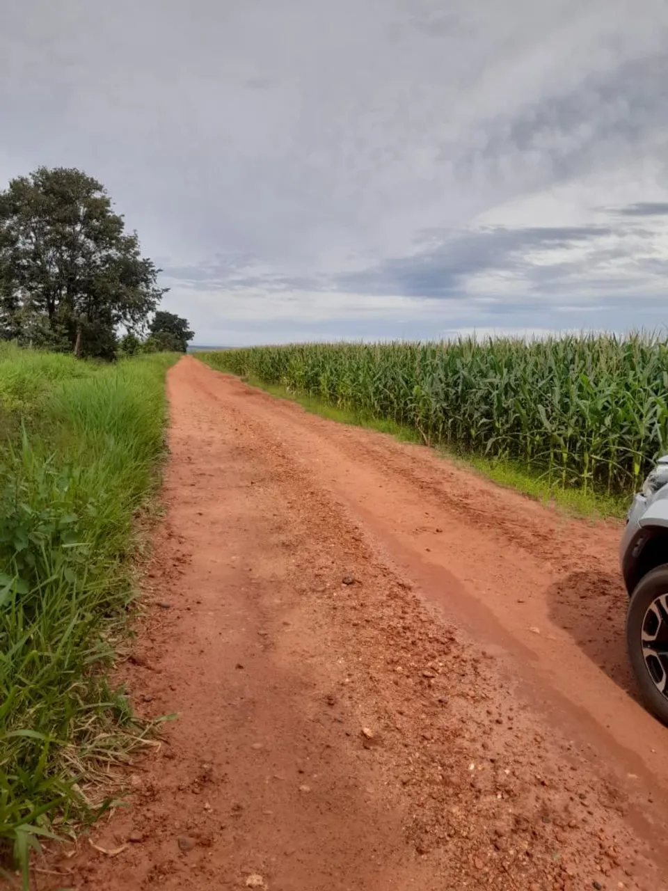 Fazenda de arrendamento 2.700 hec planta hoje 700hec vai abrindo mais..
