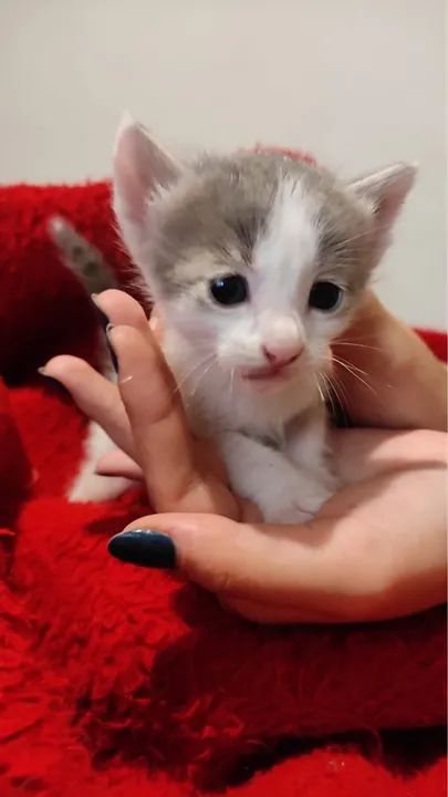 Gatinhos filhotes para doação - Foto 4