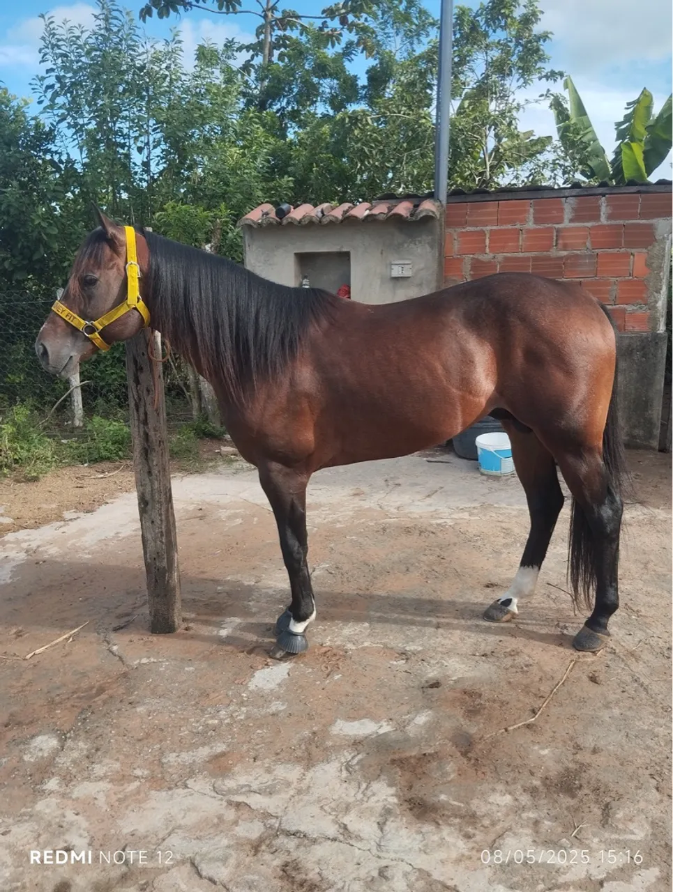 Cavalo para venda