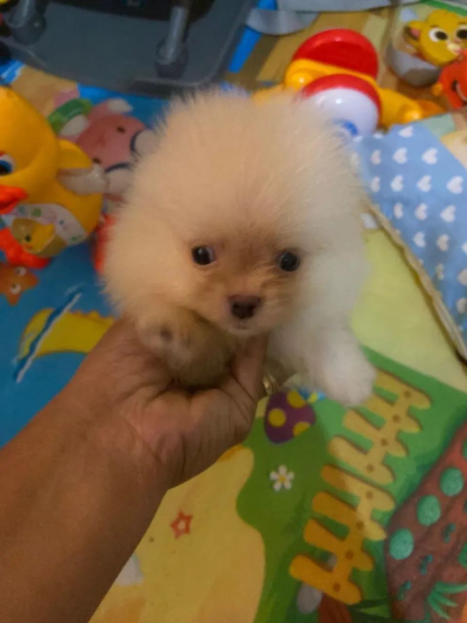 Lulu da Palmeranea  - Foto 3