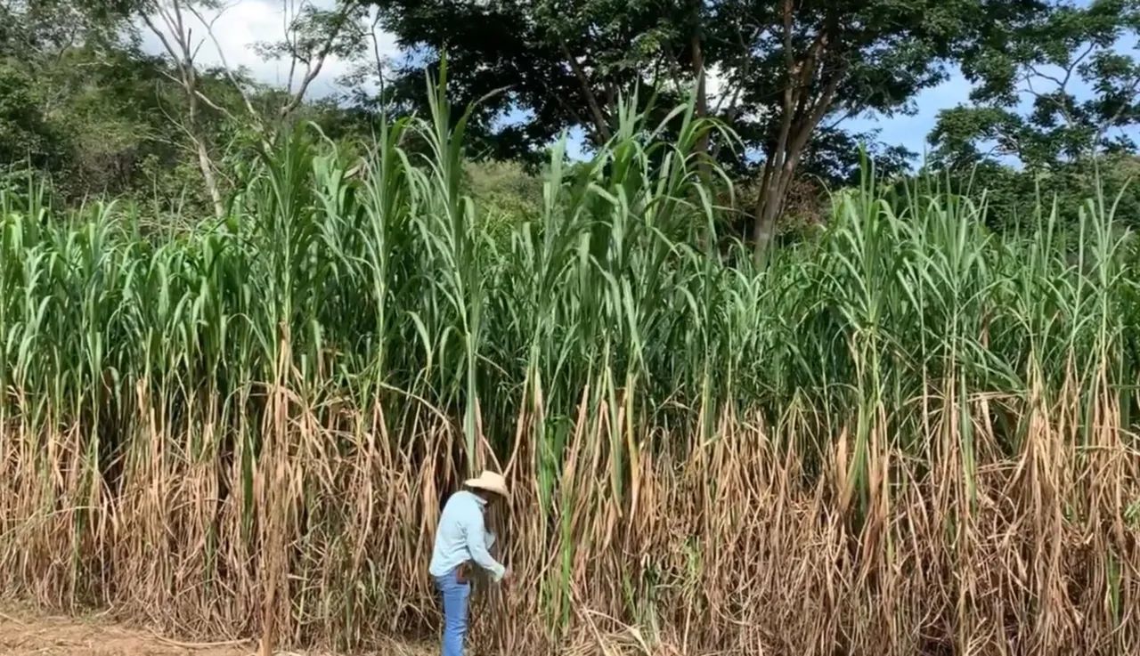 CAPIM ELEFANTE BRS CAPIAÇU DA EMBRAPA DISPONÍVEL PRA VENDA ENTREGA GRATIS EM ARACAJU 