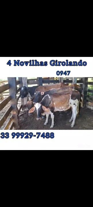 4 Novilhas Girlando - Foto 5