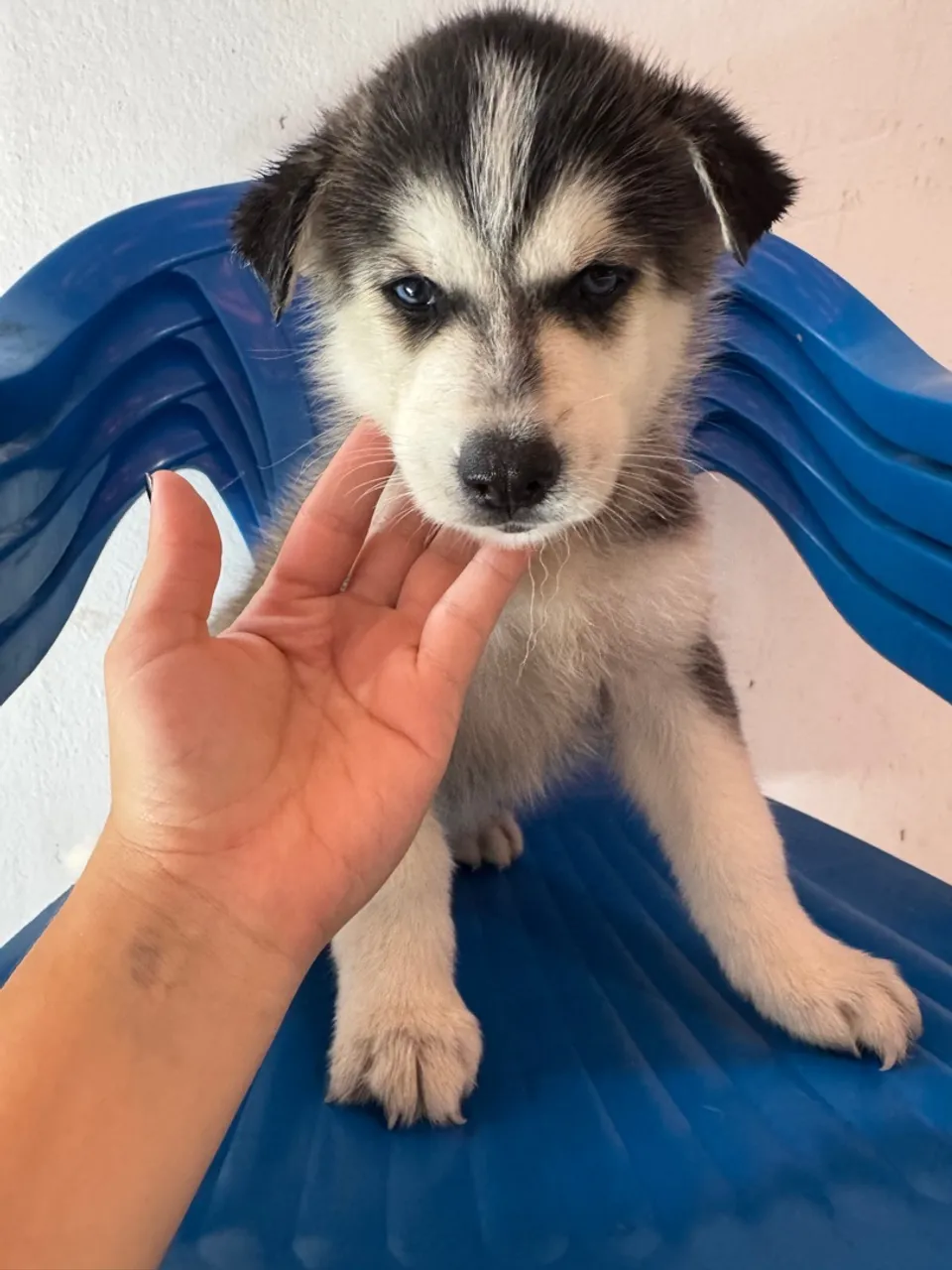Filhotes de husky siberiano