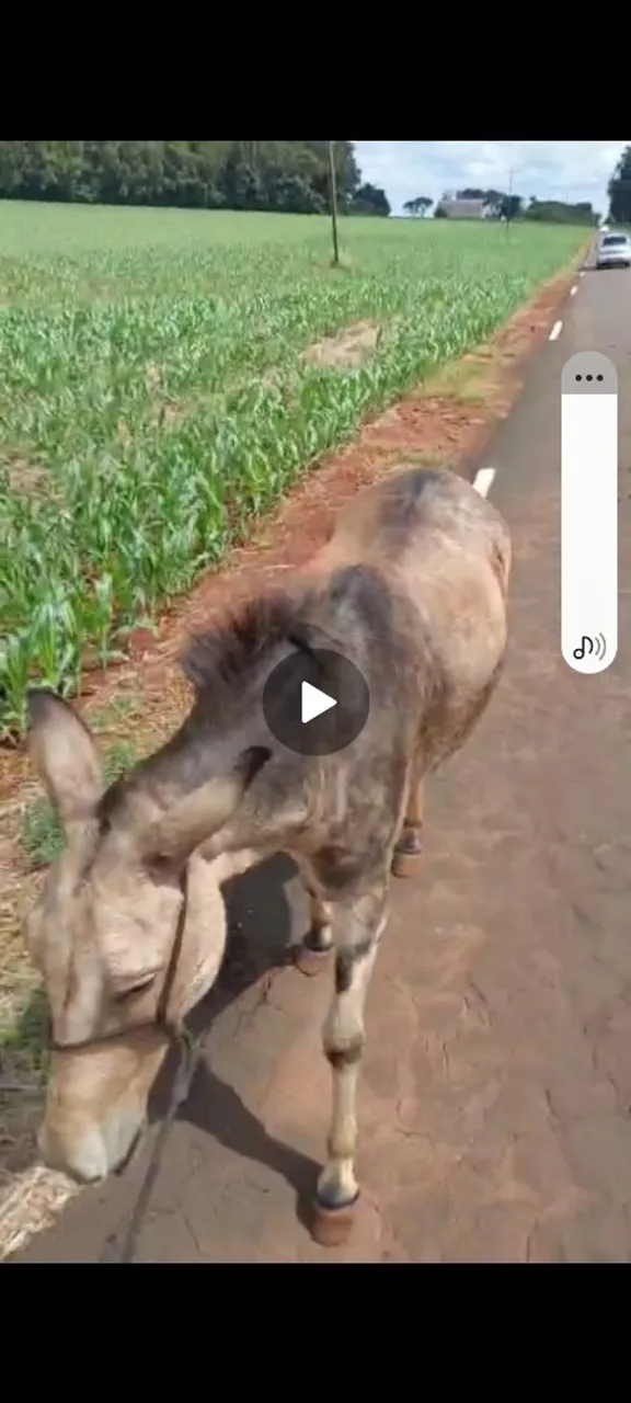 Burro de carroça arado e sela ..burro com10 anos super manso