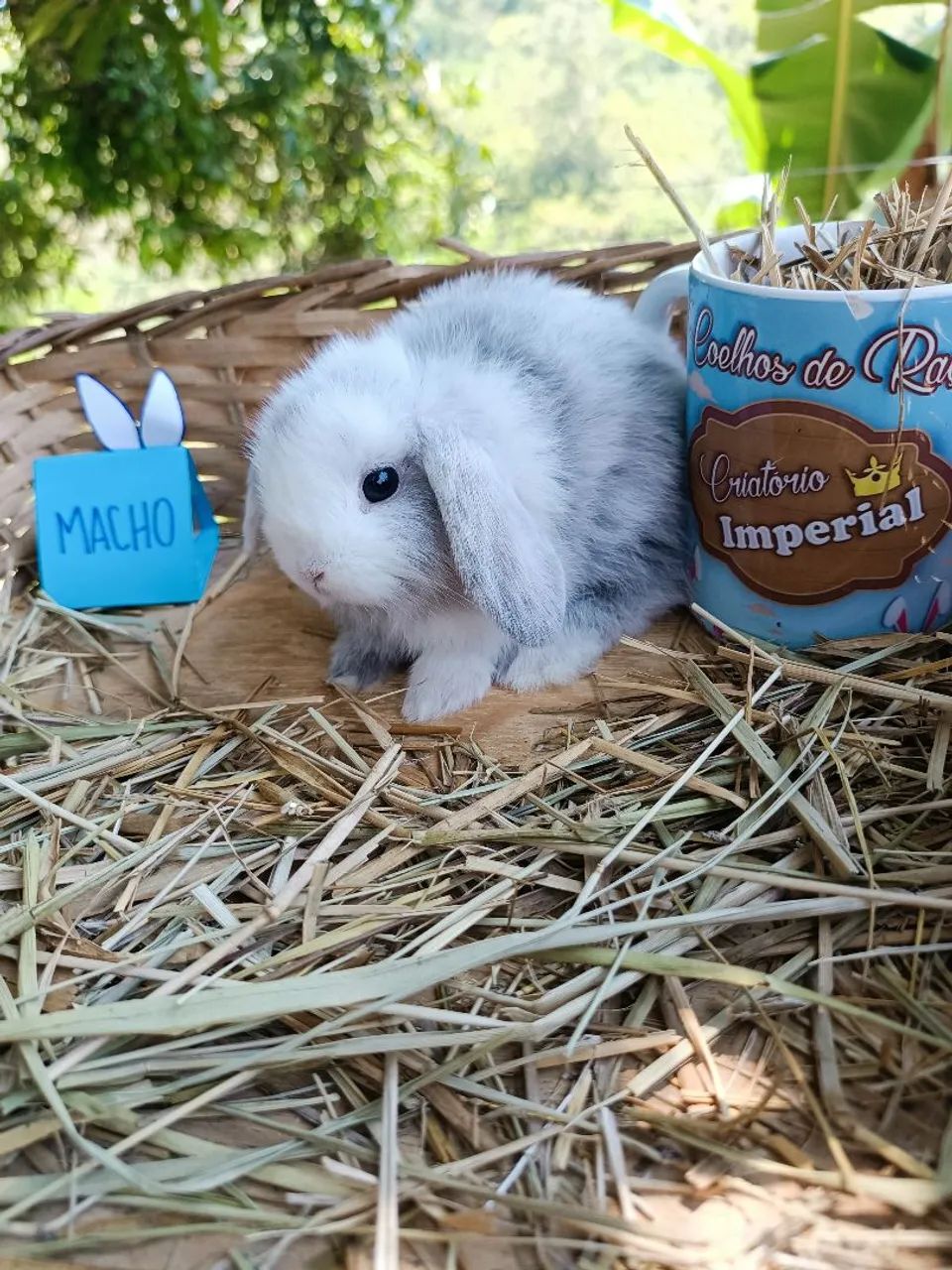 Coelho de companhia Mini Lop Uruguaio - RARO - Foto 6