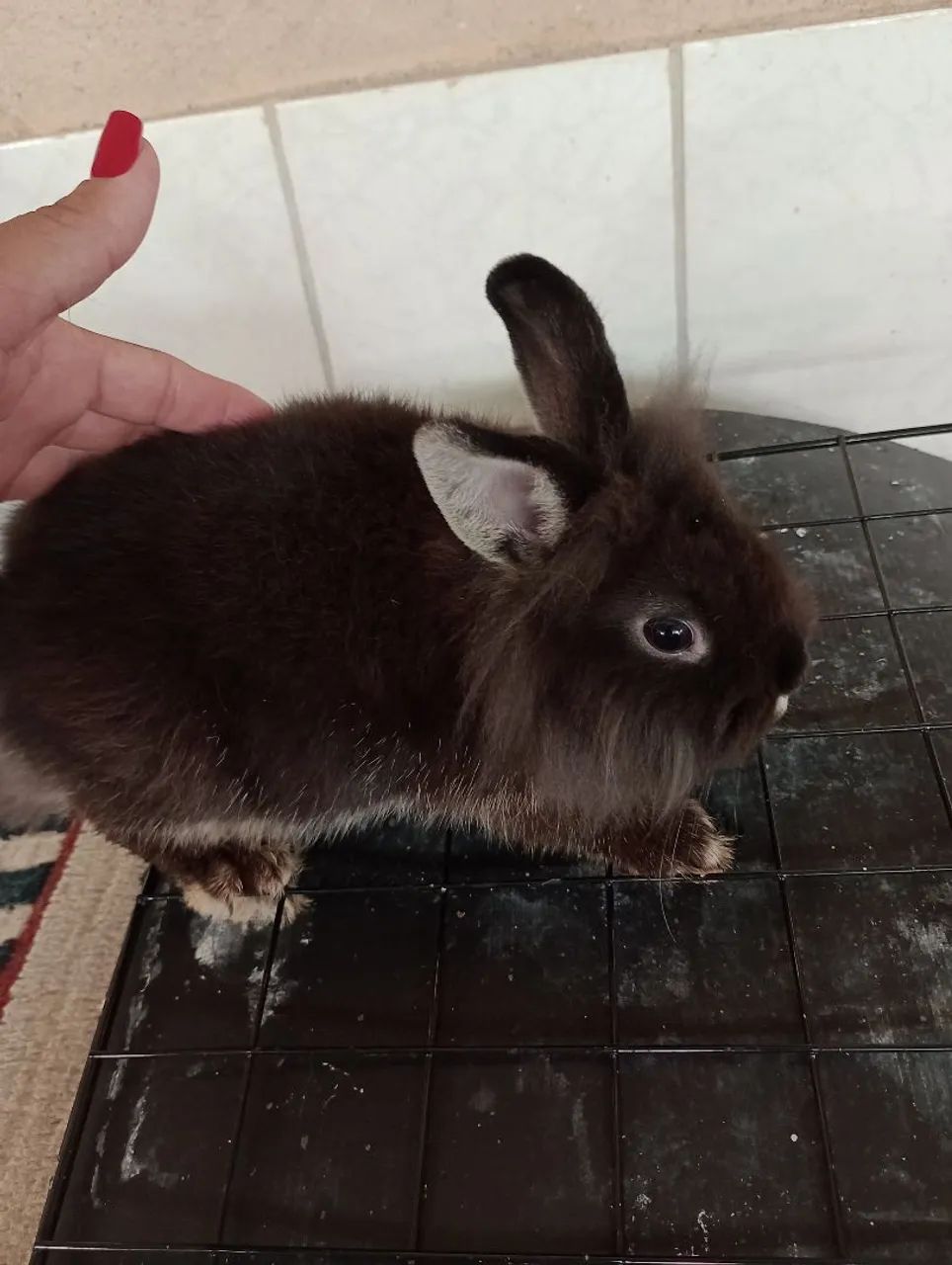 Filhote de mini Lion com 3 meses .