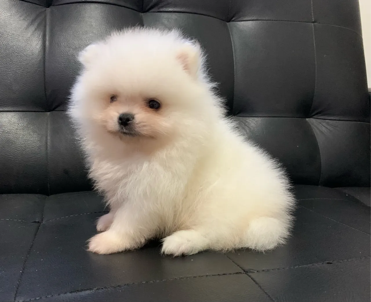 Lindos filhotes de Lulu da Pomerania - 12x nos cartões)
