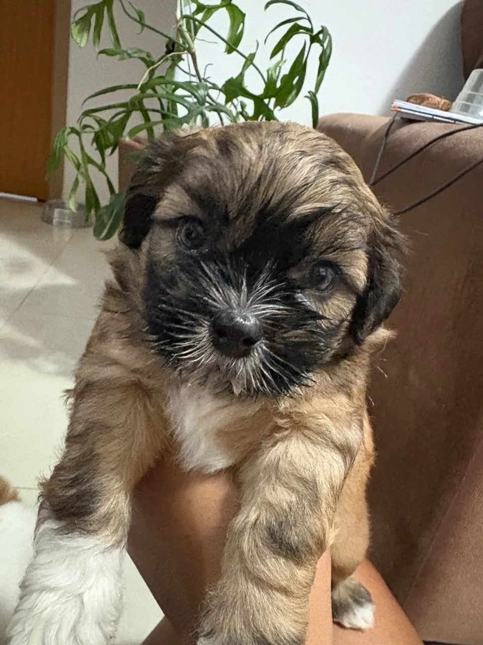 Filhote de shih tzu macho!