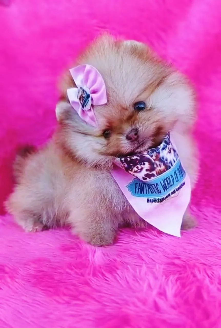  Spitz Alemão fêmea alto padrao