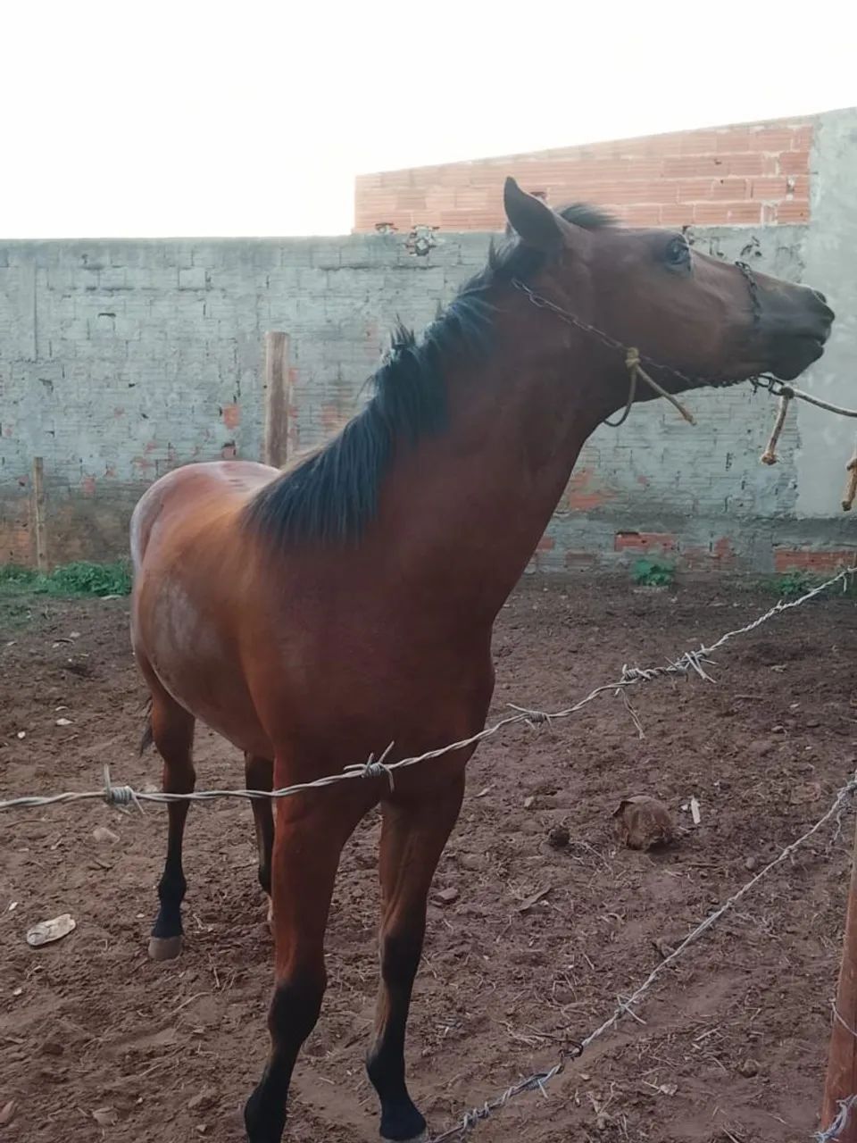 Vendo potro quaarto de milha - Foto 3