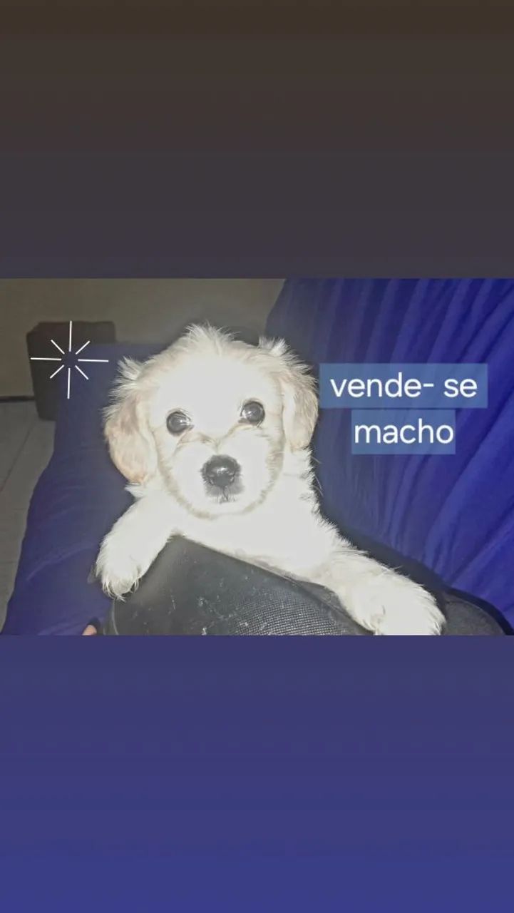 Filhote de poodle a venda no precinho 