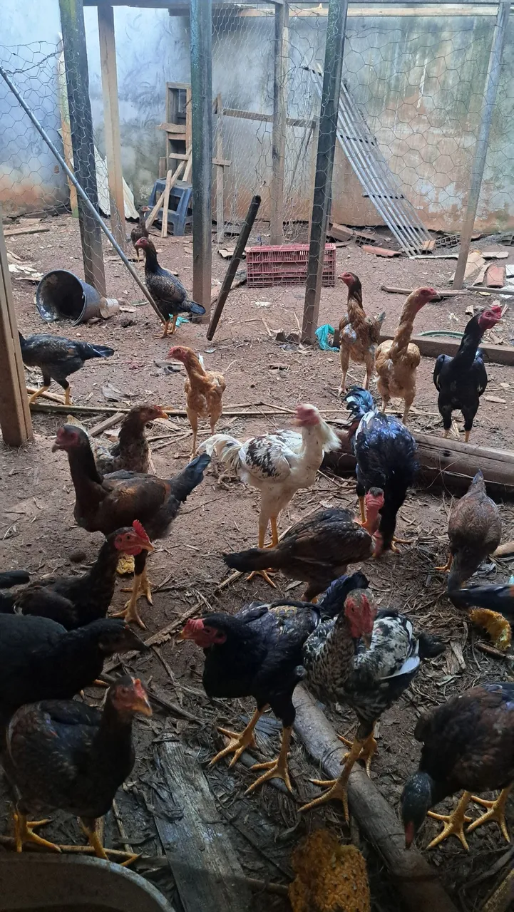 Galinhas e Galo Caipira