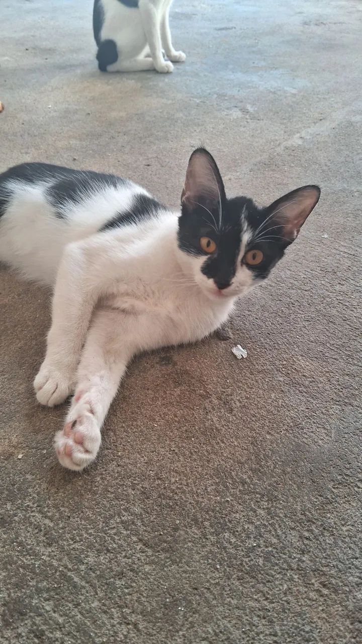 Gatinhos preto e branco