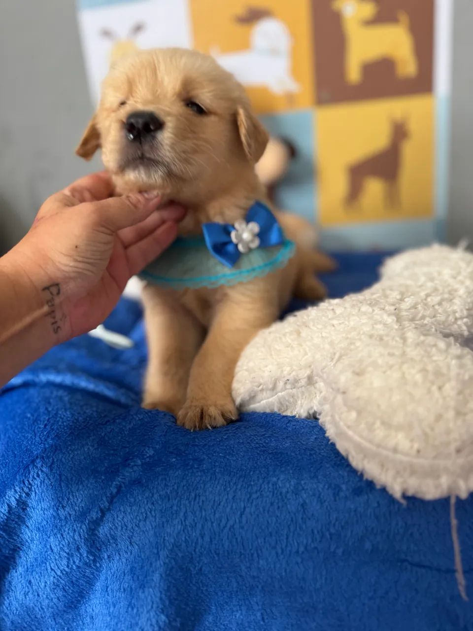 Golden Retriever macho e fêmea Canil legalizado  - Foto 3