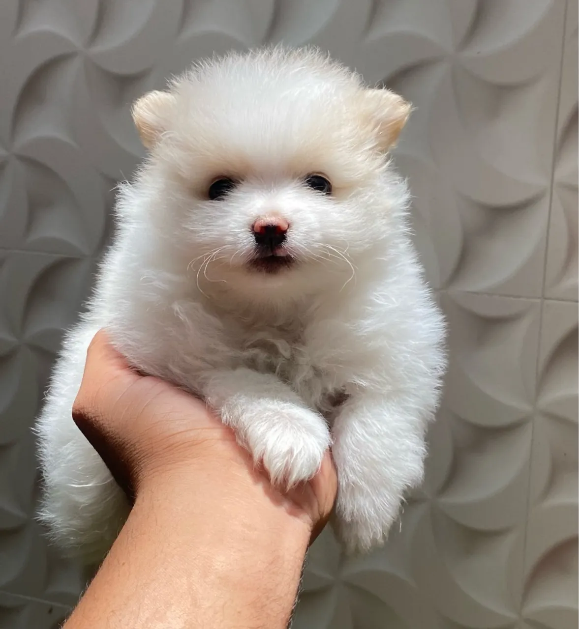 Filhote de Spitz alemão ou Lulu da pomerania fêmea