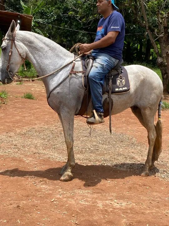 Cavalo - egua (marcha picada)  - Foto 2