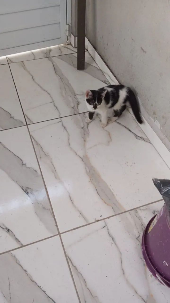 Gatinhos filhotes lindos pra adoção  - Foto 3