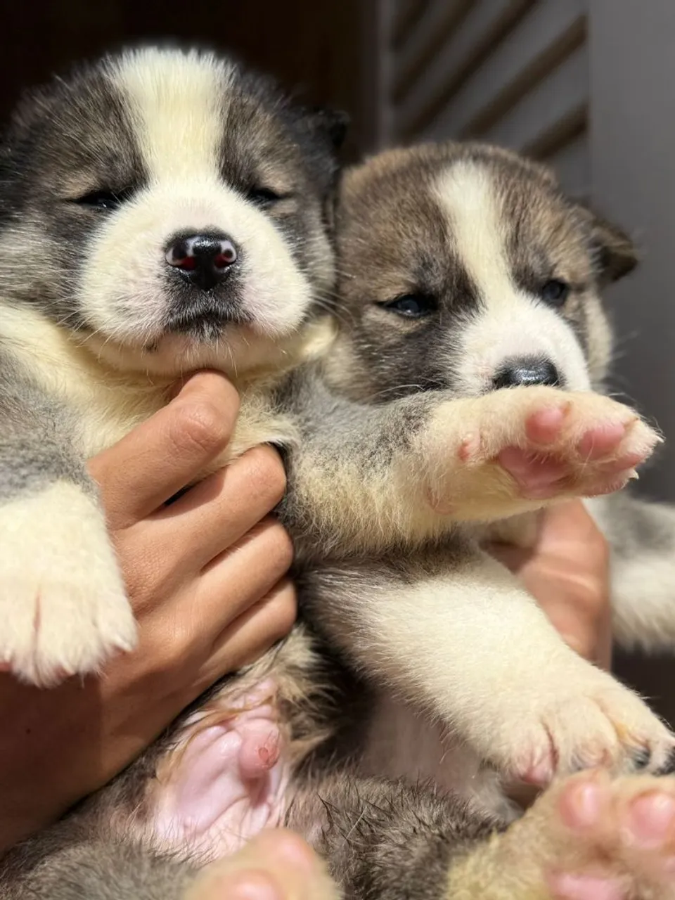 Filhotes de Akita Inu - Último filhote macho
