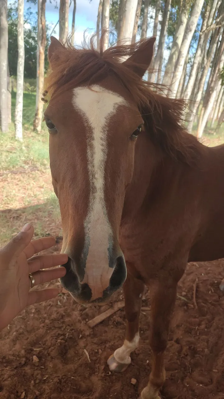 Cavalo com pelagem marrom