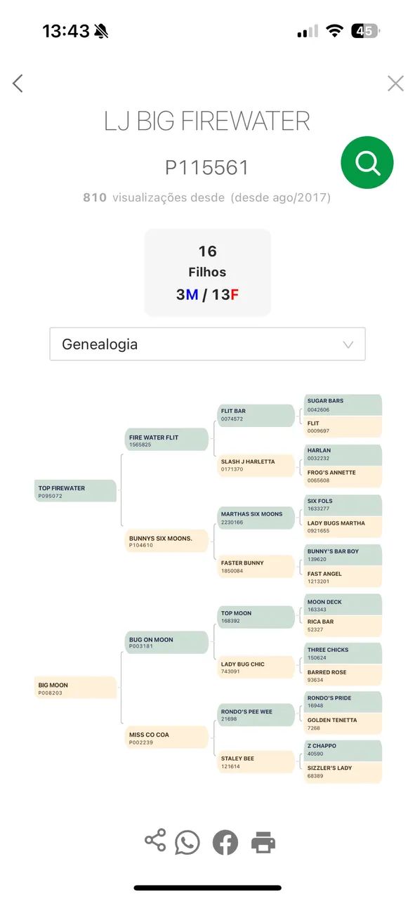 Potra quarto de milha PO com registro  - Foto 4