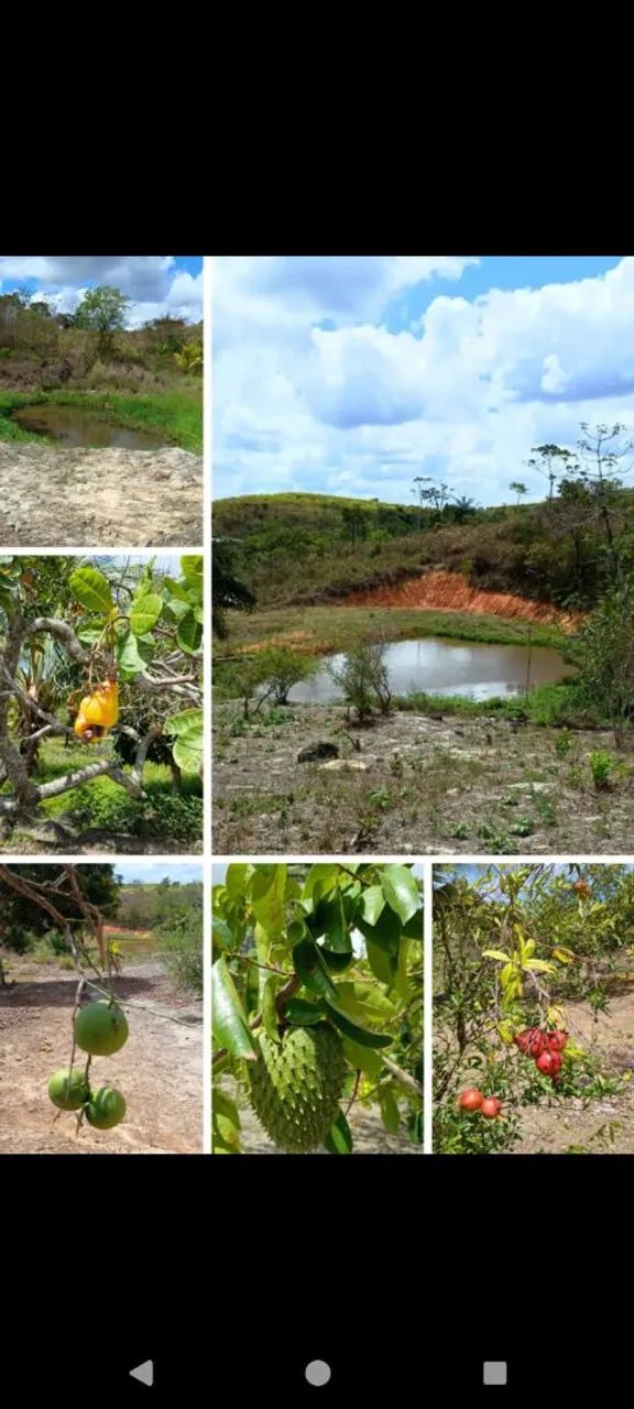 Vende-se Sítio com 2,7 hectares em São Lourenço da Mata* - Foto 2