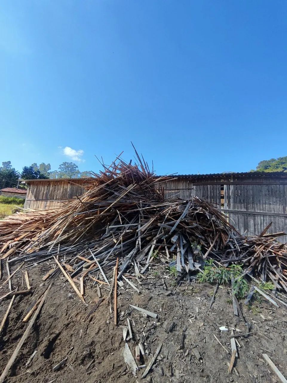 Retalhos de Eucalipto 64309220400769121