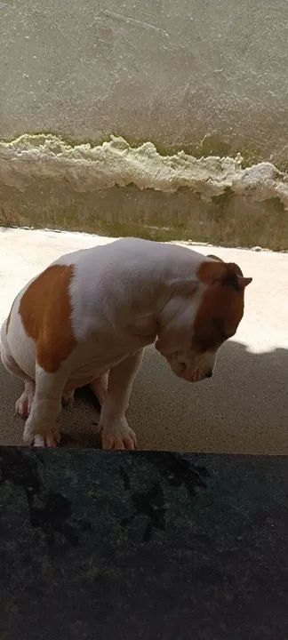 Filhote de Pitmonster  - Foto 2