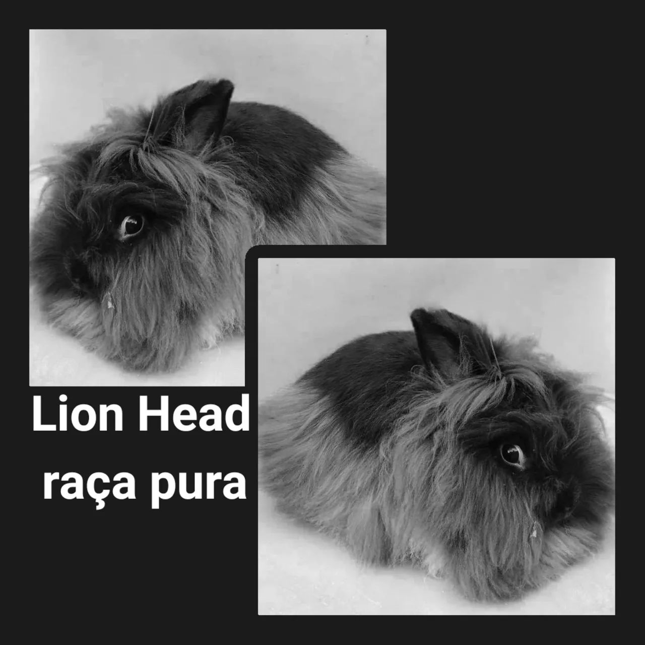 Coelho Lion Head raça pura
