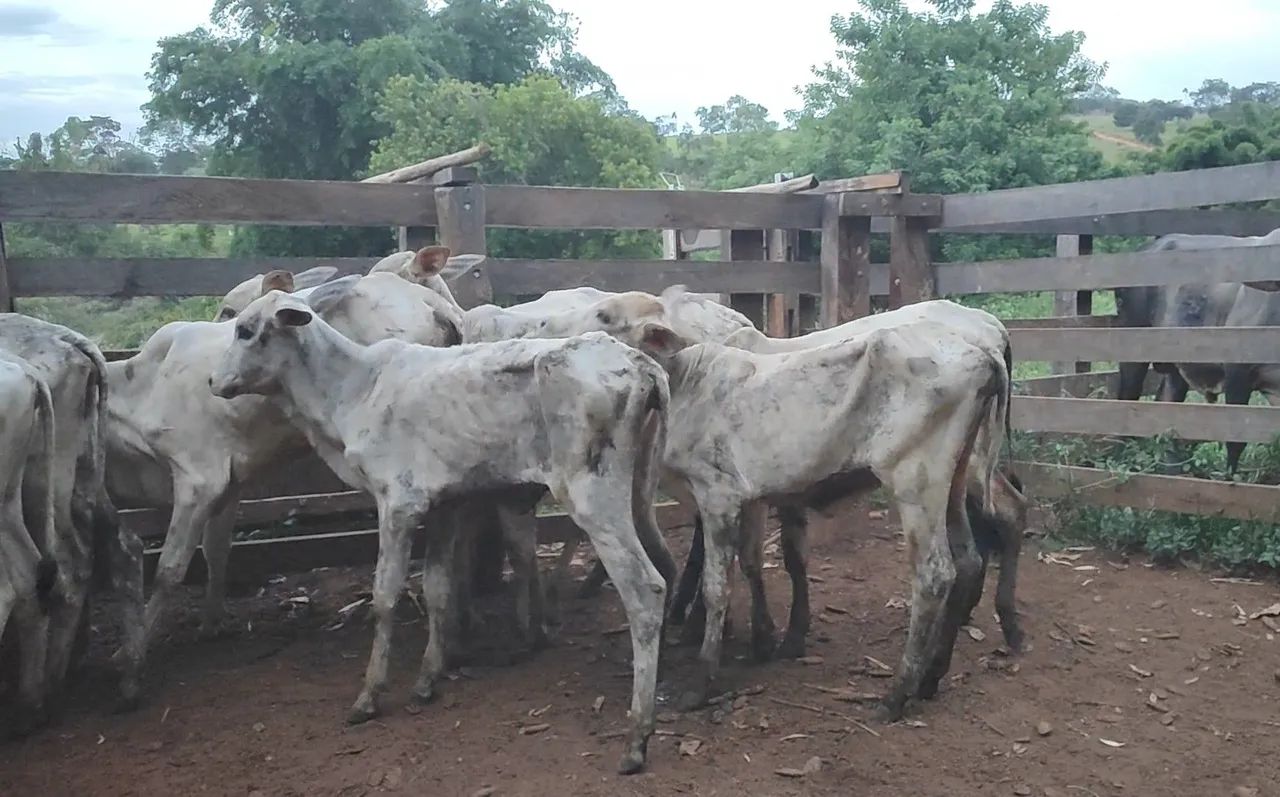 11 bezerras nelore (Anápolis) - Foto 2